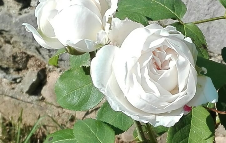 David Austin Winchester Cathedral Rose