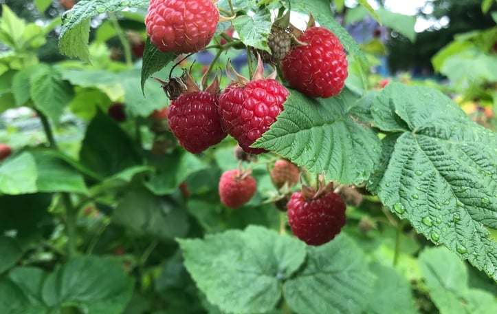 American Raspberry