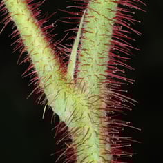 American Raspberry 2