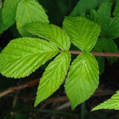 American Raspberry 3