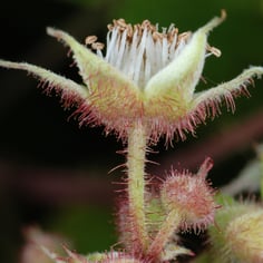 American Raspberry 4