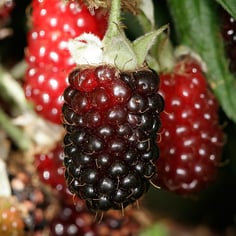 Blackberry 3