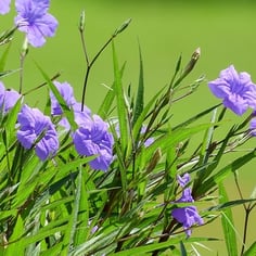 Britton's Wild Petunia 2