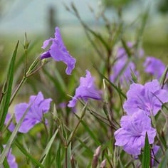 Britton's Wild Petunia 3