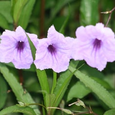 Britton's Wild Petunia 4