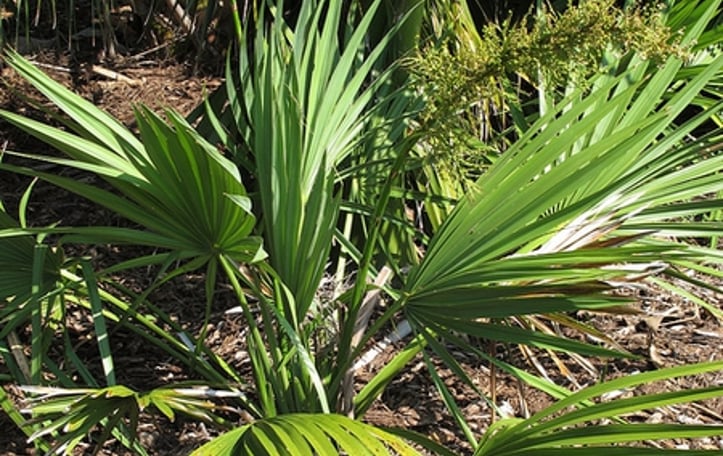 Dwarf Palmetto
