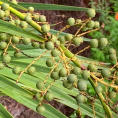 Dwarf Palmetto 2