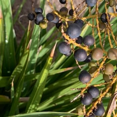 Dwarf Palmetto 3