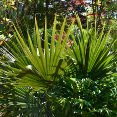 Dwarf Palmetto 4