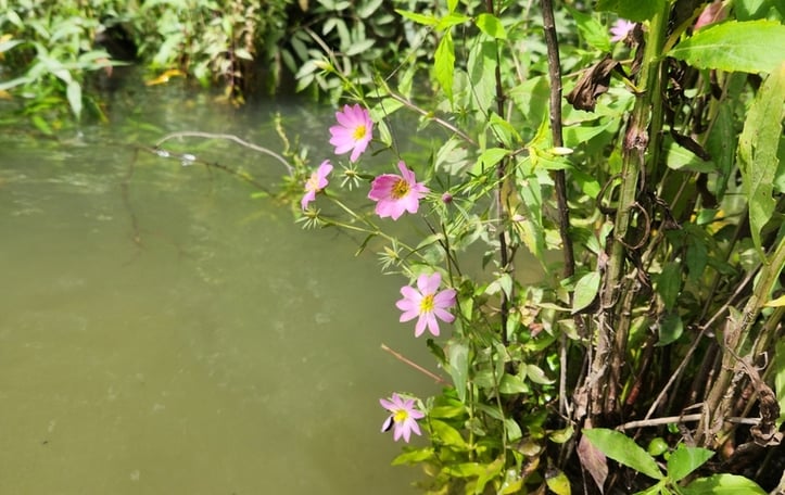 Large Marsh Rose-pink