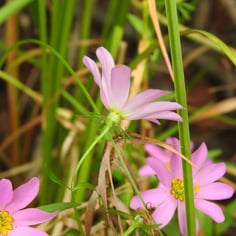 Large Marsh Rose-pink 2