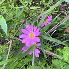 Large Marsh Rose-pink 3