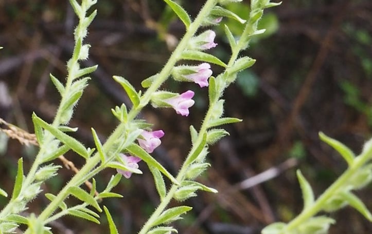 Chaparral Snapdragon