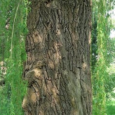 Golden Weeping Willow 2