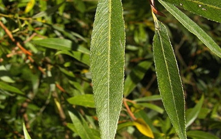 Golden Weeping Willow