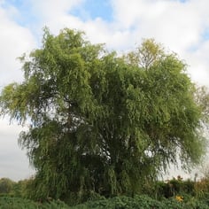 Contorted Willow 3