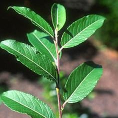 Japanese Pussy Willow 2