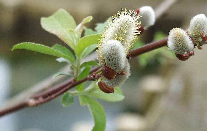 Japanese Pussy Willow