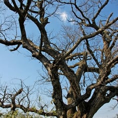 Japanese Pussy Willow 3