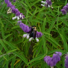 Mexican Bush Sage 2