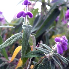 Mexican Bush Sage 3