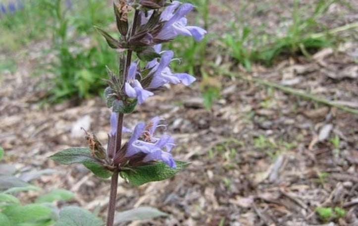 Common Sage