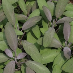 Common Sage 2