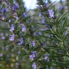 Rosemary 2