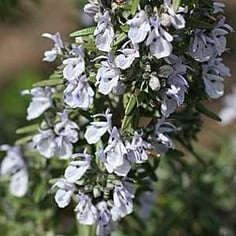 Rosemary 3