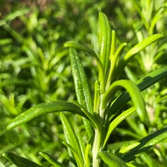 Rosemary 4