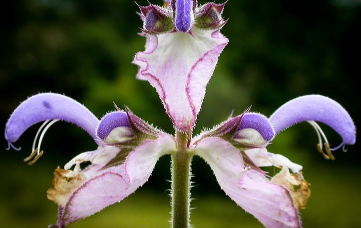 Clary Sage