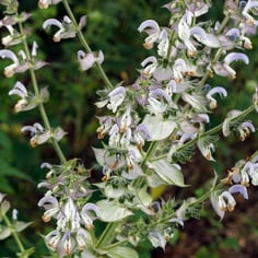 Clary Sage 3
