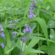 Nettleleaf Sage 3