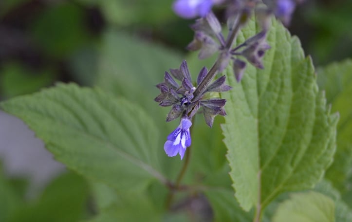 Nettleleaf Sage