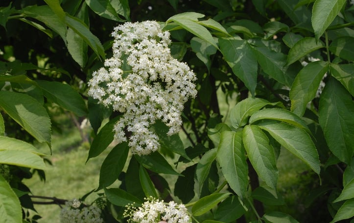 North China Red Elder
