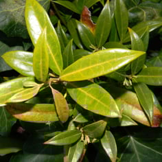 Fragrant Sarcococca 2