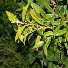 Fragrant Sarcococca 3