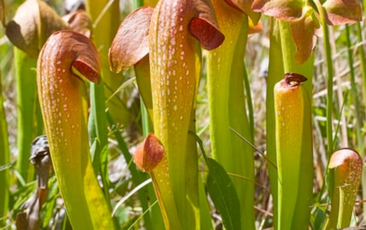 Hooded Pitcher Plant