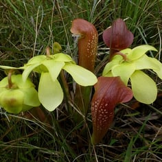 Hooded Pitcher Plant 3
