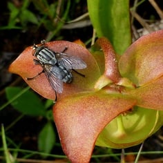 Hooded Pitcher Plant 4