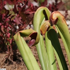 Hooded Pitcher Plant 2