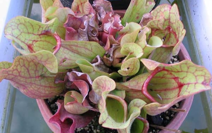 Southern Pitcherplant