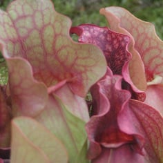 Southern Pitcherplant 2