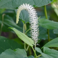 American Swamp Lily 2