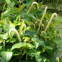 American Swamp Lily 3