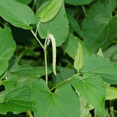 American Swamp Lily 4