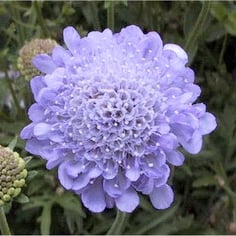 Pincushion Flower 3