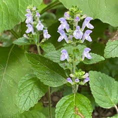 Hairy Skullcap 2