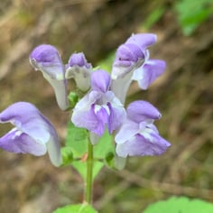 Hairy Skullcap 3