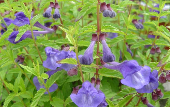 Showy Skullcap